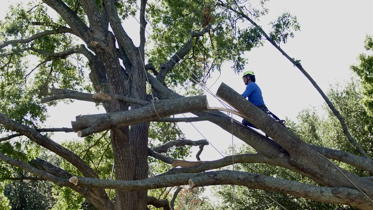 Professional Crown Thinning performed by certified arborists in Boscobel