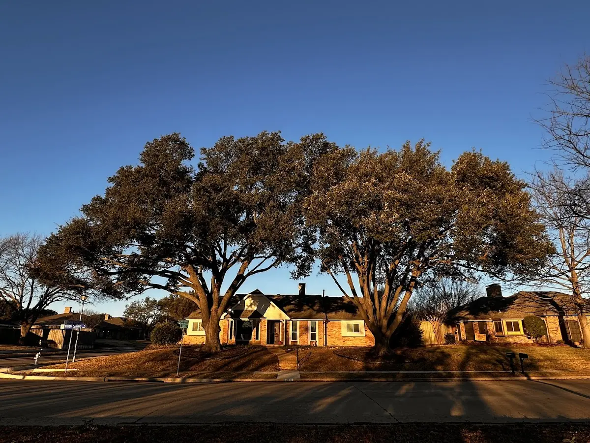 Established residential canopy tree shading a home in Boscobel